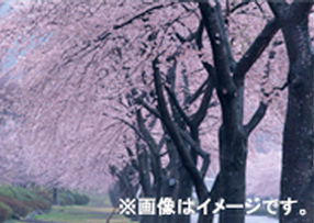 冨士霊園
